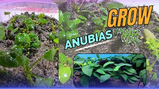 How to grow Anubias FastQuickly Emersed Setup Live Aquarium Plant planted tank tutorialplant farm [upl. by Pickett]