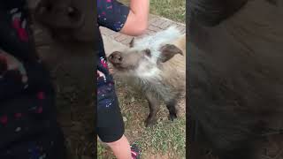 Petting a bushpig [upl. by Otreblasiul523]