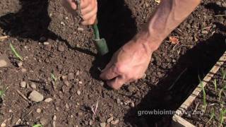 Session 4 GROW BIOINTENSIVE A Beginners Guide  Transplanting [upl. by Etteiram]