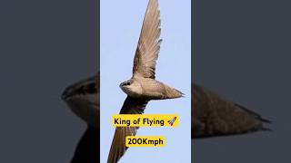 Swift Bird World Speed Flyingfacts viralvideo video viralshorts shorts shortvideo flyinghigh [upl. by Ivanah]