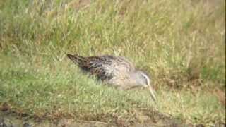 Shortbilled Dowitcher Lodmoor RSPB 24092012 [upl. by Glovsky]