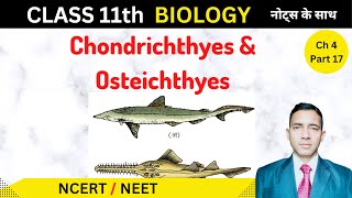 Class Osteichthyes  Class Chondrichthyes  in hindi  Biology Class 11 [upl. by Squier]