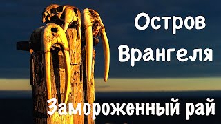 Остров Врангеля quotЗамороженный райquot The Wrangel Island Frozen Paradise  Природа [upl. by Nyllaf]