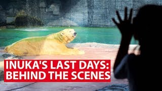 Inukas Last Days Behind The Scenes With Singapores Last Polar Bear  Talking Point  CNA Insider [upl. by Juan665]