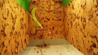 Largest mantis Rhombodera megaera subadult vs adult locust [upl. by Yrgoerg72]