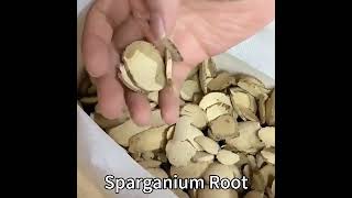 herbalrcom high quality rhizoma sparganii dried sparganium root dry Chinese herb San Leng [upl. by Aicnerolf722]