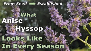 What Agastache foeniculum Anise Hyssop Looks Like in Every Season From Seed to Established Plant [upl. by Damali]