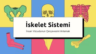 İskelet Sistemi [upl. by Ahsienyt]