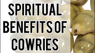 Spiritual benefits of cowries [upl. by Merrilee505]