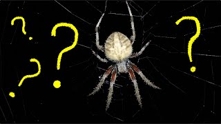 How Do Spiders Start Their Webs [upl. by Ivanna812]