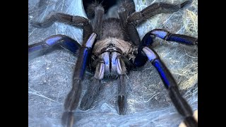 Chilobrachys sp Electric Blue pairing [upl. by Ketchan]