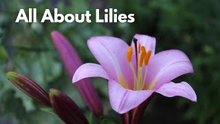 All About Lilies  Different Lily Types for Your Flower Garden [upl. by Noislla]