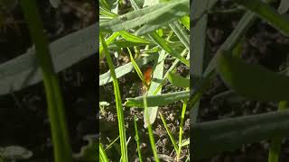 Common Carder Bee Landing Under Lavender bees insects nature [upl. by Alorac]