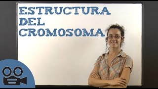 Estructura del cromosoma [upl. by Zzabahs204]