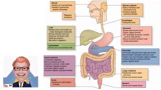 The Digestive System KS3  The Bio Coach [upl. by Suzzy]