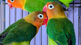 Love birds chirping sound and singing sound hd video 19 love birds life 65 [upl. by Lerad]