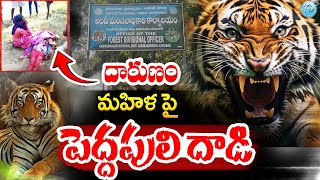 Tiger Incident Latest News  Trending News  iDream Vijayawada [upl. by Esaele]