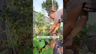 Winter veg out summer veg in gardening vegetablegardening raisedbedgardening fyp shorts [upl. by Thacker]