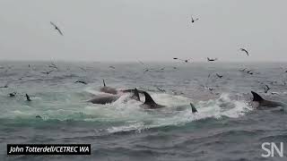 See a pod of orcas attack an adult blue whale  Science News [upl. by Hyozo]