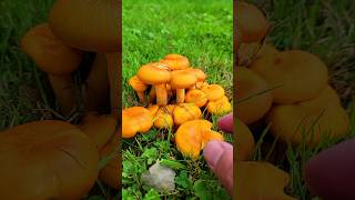 Hiking I Found a Jack OLantern mushroom 🍄 nature mushroom youtubeshorts explore trending [upl. by Ahmar]