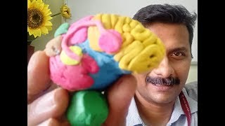 हिंदी में Language Areas in Brain मस्तिष्क में भाषा क्षेत्र [upl. by Nere562]