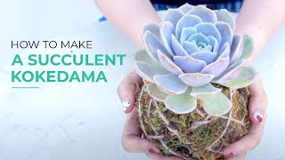 4 STEPS To Make A Simple SUCCULENT KOKEDAMA Succulent in a Moss Ball [upl. by Adah]