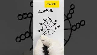 Draw centriole ilamparadise shorts neet class11th biology cellbiology centrioles [upl. by Enale]