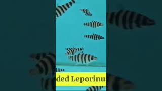 Eight Spotted Head stander Leporinus Octomaculatus [upl. by Arze]