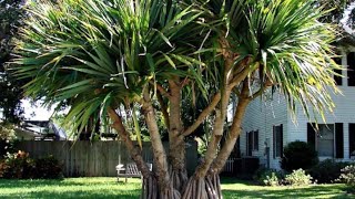 Pandanus screw pine palm tree growing from seed [upl. by Inattirb]