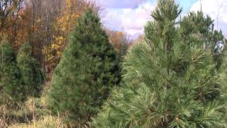 Christmas Tree Species Eastern White Pine [upl. by Juditha]