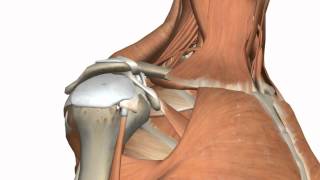 Shoulder Joint  Glenohumeral Joint  3D Anatomy Tutorial [upl. by Enomyar717]