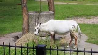 Arabische oryx  Arabian oryx Planckendael [upl. by Enial]