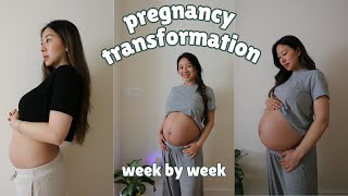 my pregnancy transformation weeks 14 to 41 [upl. by Buckie]