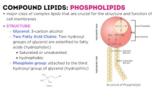 LIPIDS  classification types structure function  Triglycerides  Phospholipids  Glycolipids [upl. by Ataymik]