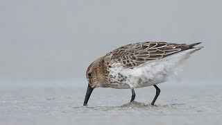 Strandlopers op Schiermonnikoog [upl. by Hagai]