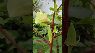 Okra plant okra flower Bendi [upl. by Lehsreh961]