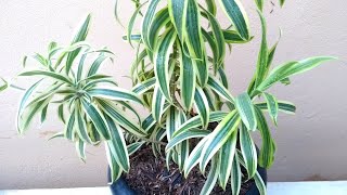 Pleomele Dracena Reflexa como plantar e cuidar [upl. by Analihp]