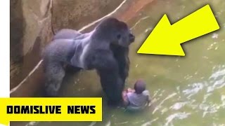 KILLING HARAMBE Gorilla Shot amp Killed After Boy Falls Into Zoo Enclosure NEW VIDEO [upl. by Acissaj]