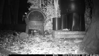 Young hedgehog number two in our Brighton garden October 2024 [upl. by Berner722]