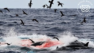 Cuvier Beaked Whale Hunt Bremer Bay Orca [upl. by Loredo125]