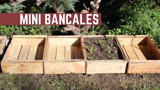 Como Pasar Plantines a Bancales Reutilizables  Agroecológico y Autosustentable [upl. by Aititel]