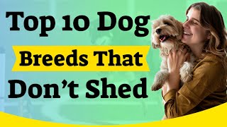 Top 10 Dog Breeds That Don’t Shed [upl. by Scotty]