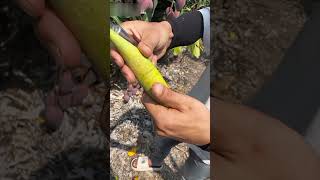 Fruit are fresh and so satisfying  Fresh Fruit  Fruit Cutting 2024  shorts satisfyingvideo [upl. by Oek]