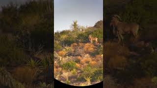 640 Yard Aoudad Killshot Barbary Sheep Hunting shorts [upl. by Bander]