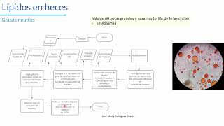 📅 SEMANA 08 👩‍🏫 CLASE EXAMEN COPROLÓGICO PARTE 2 💩🔬🧪 [upl. by Rik]