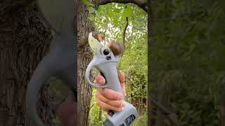 sophisticated tool for cutting tree branches shorts [upl. by Osugi]