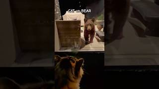 Cat vs Bear shorts cat cute bear [upl. by Funk]