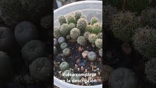 Lophophora cactus cactus lophophora lophophorawilliamsi tips [upl. by Ayrolg380]