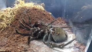 Pamphobeteus antinous molting timelapse footage [upl. by Cornwall515]