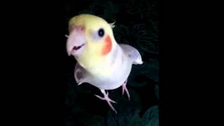 Cockatiel doing Hunger GamesRues Whistle [upl. by Areic]